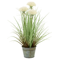 White Mums Grass Plant