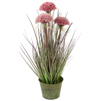 Pink Mums Grass Plant