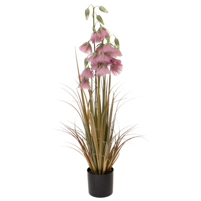 Mauve Princess Flower Grass (33 inches)