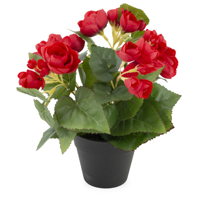 Red Begonia Potted Bush