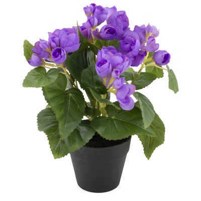 Purple Begonia Potted Bush