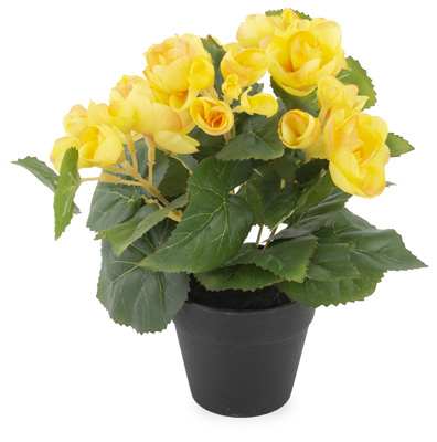 Yellow Begonia Potted Bush