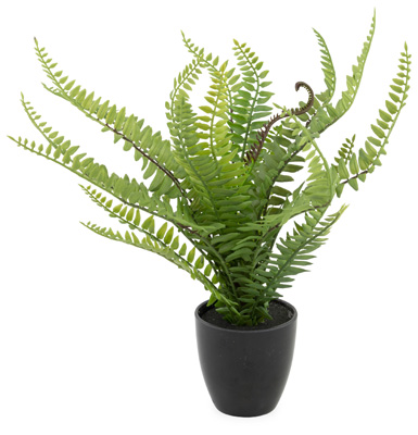 Forest Fern Potted Plant