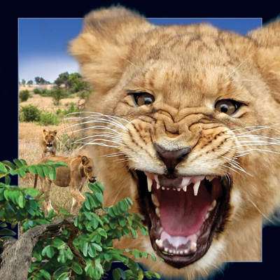 Video Card Lion Card