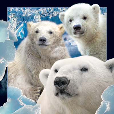 4D Video Card Polar Bears