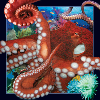 4D Video Card Octopus
