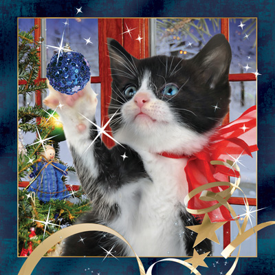 4D Video Card Xmas Cat