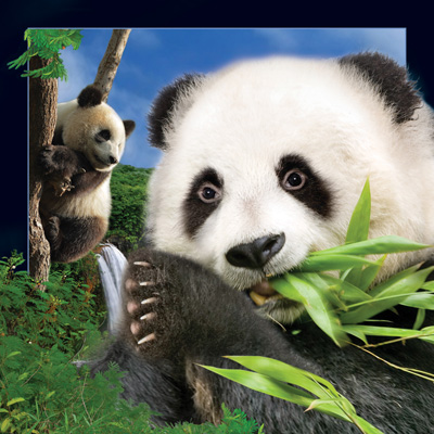 4D Video Card Panda