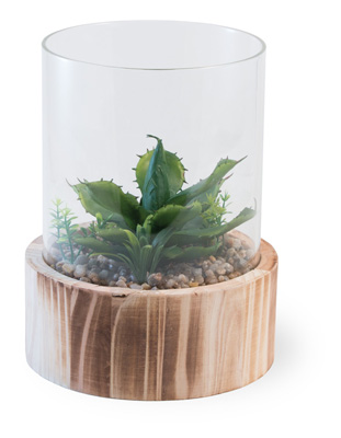 Cactus Terrarium