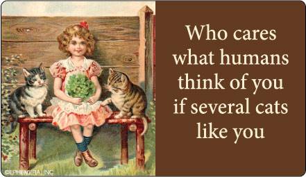 Who cares what humans think of you if several cats like you