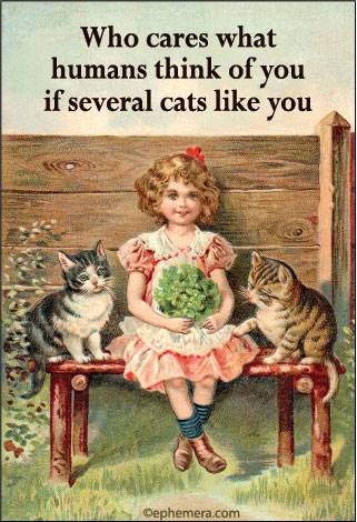 Who cares what humans think of you if several cats like you