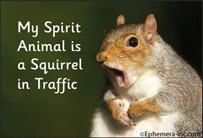 My Spirit Animal is a Squirrel in Traffic