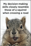 My decision-making skills closely resemble those of a squirrel when crossing a road