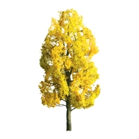 0594369 PROFESSIONAL TREES: SYCAMORE EARLY-FALL 1'' PRO, 6/pk
