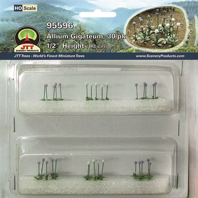 0595596 ALLIUM GIGATEUM, HO-scale, 30/pk