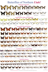 Butterflies of Northern Utah 24"  x 36"