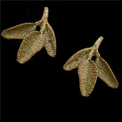 Sage Leaf Post Earrings