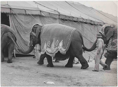 Collection of 1940s Circus Photos