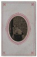 Curley - Dog Tintype