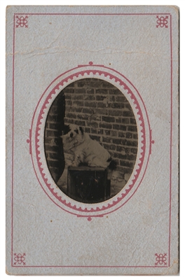 Curley - Dog Tintype