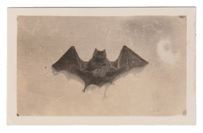 Bat