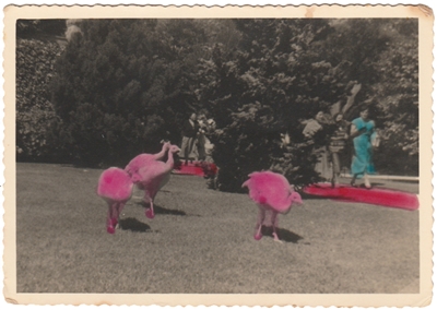 Pink Peacocks