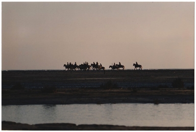 Horse Silhouettes