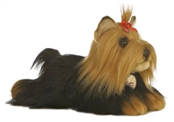 Yorkshire Terrier Dog Miyoni