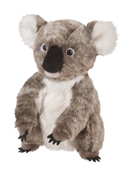 Aussie Koala