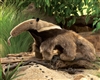 Anteater Puppet 16"L