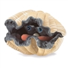 Giant Clam Puppet 7" Wide
