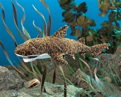 Leopard Shark Puppet 22"l