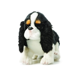 Cavalier King Charles Spaniel from Nat & Jules