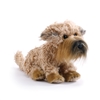 Wheaten Terrier Plush Dog 8" H  from Nat & Jules Collection
