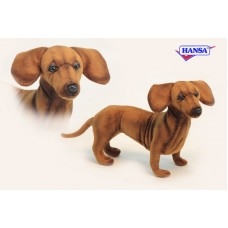 Hansa Dachshund Puppy