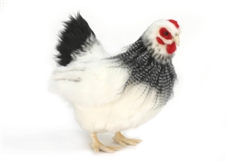 Hansa Black/White French Hen