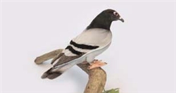 Hansa Pigeon Plush Toy 9" H