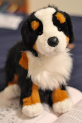 Trevor Bernese Mountain Dog