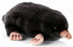 Hansa Mole