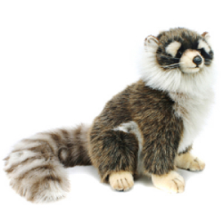 Hansa Young Raccoon