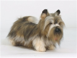 Hansa Skye Terrier