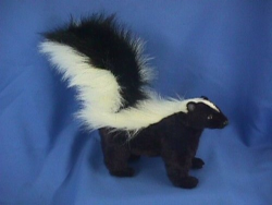 Hansa Young Skunk Standing