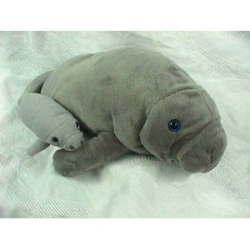 Manatee with Baby