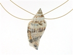 SG1105 Sterling Silver Seashell Pendant